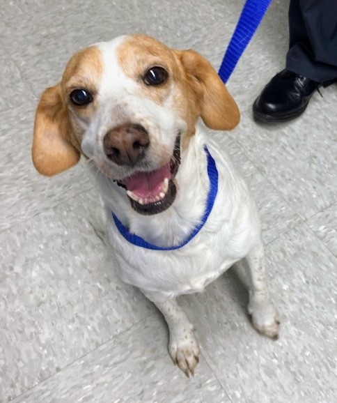 jgoodson's tweet photo. @tracyplaces Tibby's name was "Sue" at the shelter. We knew we wanted to change it but we couldn't decide on a name. They boys jokingly started calling her To Be Determined, or TBD. That became "Tibby" and now we can't imagine her having any other name. https://t.co/x6WOFPVEMe