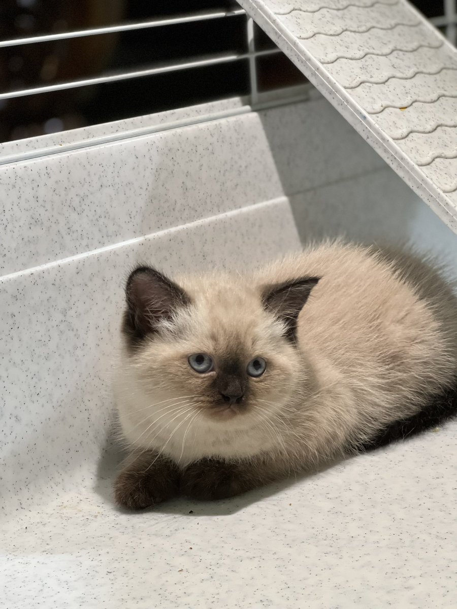 تتفقون أنهن اللطف كائنات 🤍 ؟