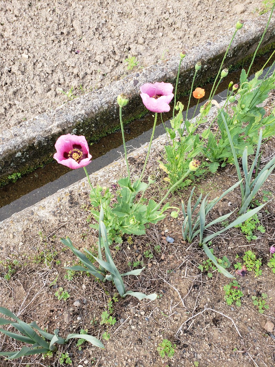 meta_seco's tweet photo. おっとこの花はなんか見覚えがあるぞ…？ https://t.co/xFQlnsrtGB