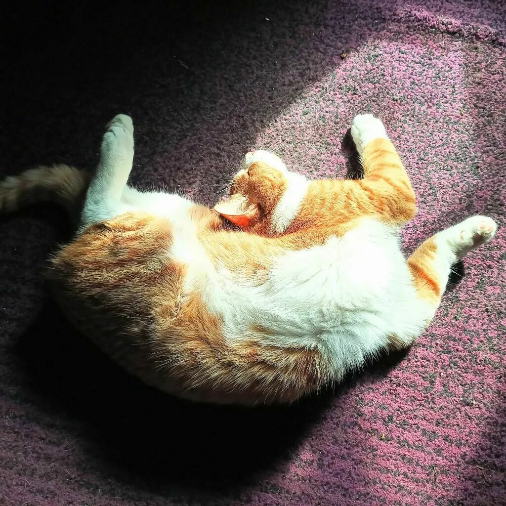 LacyHess's tweet photo. I think he's broken... 🤔😹
.
.
#cat #catlife #catsofinstagram #saturdaysilliness #writingcommunity #authorcommunity #writingdistractions https://t.co/KCBVoN1eSq https://t.co/8dQMnMf1Kv