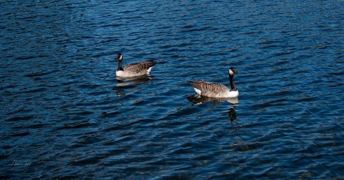 This was taken a while back now, but always good to look back at them on the journey of many places. I just love that the picture is simple but beautiful.

#lake #swans #NaturePhotography #blue #birds <a href="/Newstead_Abbey/">Newstead Abbey</a>
