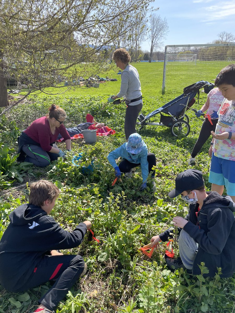 Pride Team members are Garlic Mustard Busters!  Picking invasive species at Volunteers Green.