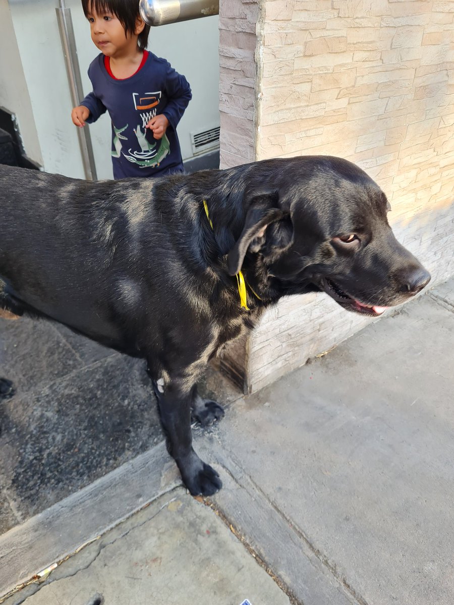 VaricesGlomach's tweet photo. Aparentemente esta perdido en Jesús Maria. #ayuda #perroextraviado #perroperdido https://t.co/Hjms8u4REj