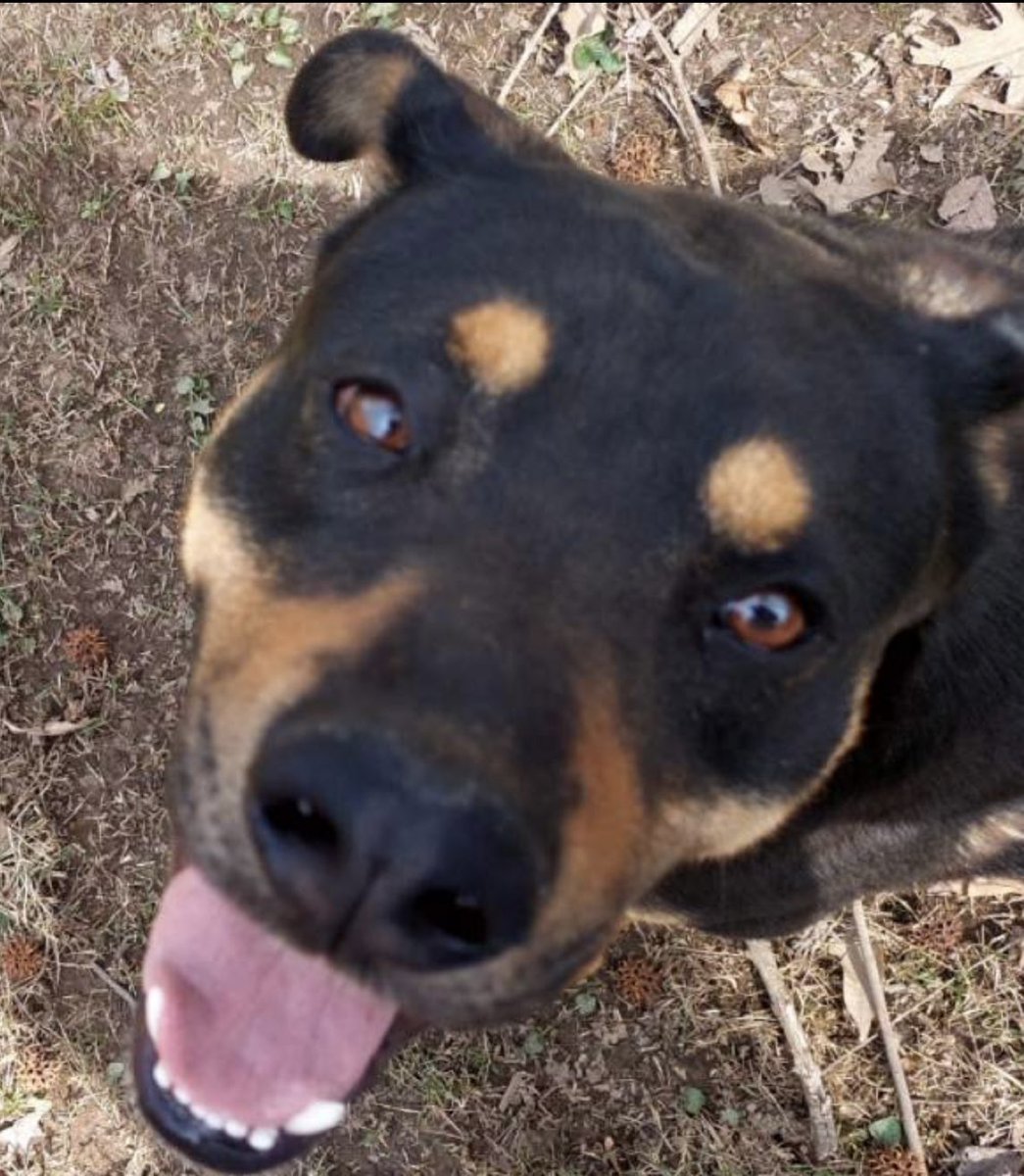 reddogsusie's tweet photo. COWBOY DANIN IS SAFE❤️🎉
Thanks to Friends of Stanly County Animal Rescue-see freedom pics🥰
Pledges/donations to:
PayPal:
https://t.co/xGsUj1Y8v8 Pls ref: CowboyDanin #MASA12394
Mail:
FSCA Rescue
1803 Arbor Way
Albemarle NC 28001
Thanks to everyone who helped him🥰
#Memphis https://t.co/WQreWpIxCt