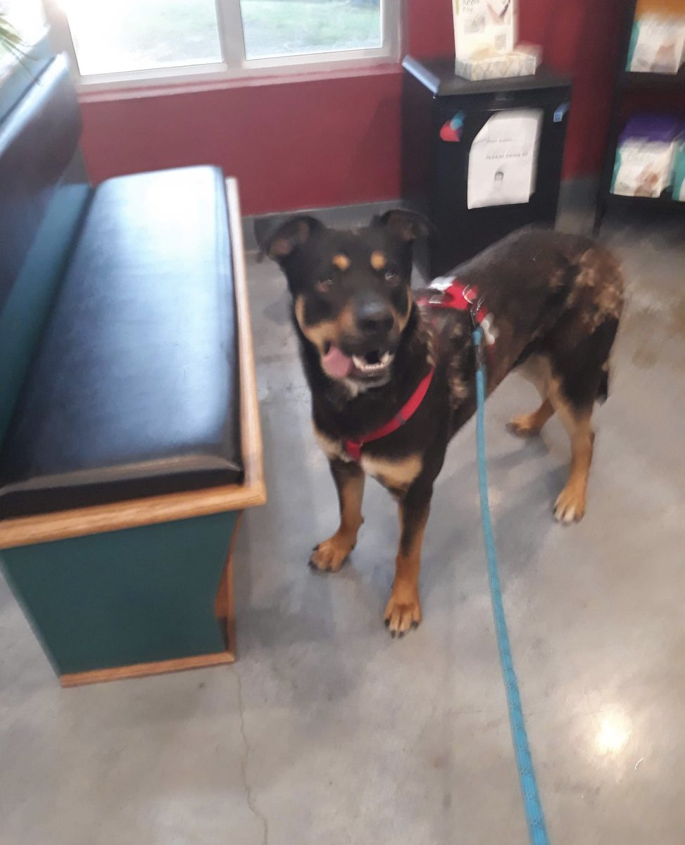 reddogsusie's tweet photo. COWBOY DANIN IS SAFE❤️🎉
Thanks to Friends of Stanly County Animal Rescue-see freedom pics🥰
Pledges/donations to:
PayPal:
https://t.co/xGsUj1Y8v8 Pls ref: CowboyDanin #MASA12394
Mail:
FSCA Rescue
1803 Arbor Way
Albemarle NC 28001
Thanks to everyone who helped him🥰
#Memphis https://t.co/WQreWpIxCt