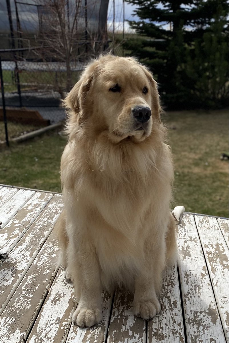 ozzyandellie's tweet photo. Feeling handsome after my visit to Kayenna Spa!! #ozzy #yyc #dogspaday #spaday #dogsoftwitter https://t.co/DdBFQf1IDP