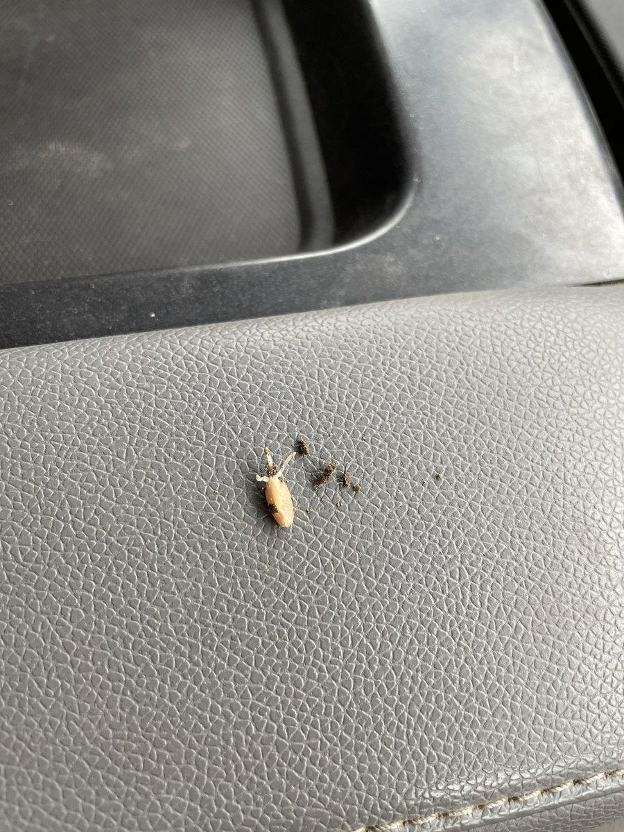 Wheat seeded May 3rd. That didn’t take long 🌾