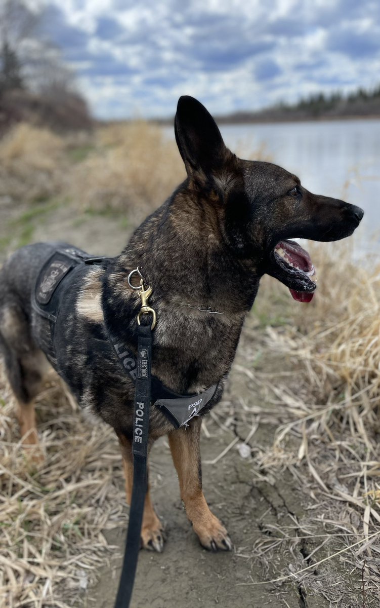 PAPSK9's tweet photo. It’s not only suspects that our dogs seek, sometimes we need their assistance in locating people in need. #PSDFebee assisted in tracking to an emotionally distressed person yesterday. The person was provided the necessary assistance. https://t.co/Vu9KzhQm4d