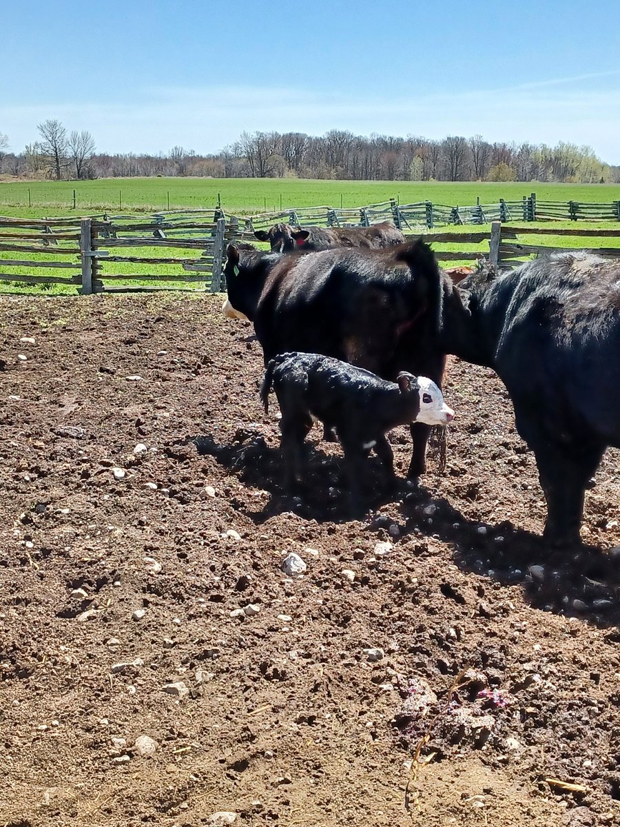 white_edna's tweet photo. Siddles and her heifer calf Spyder.  Final calf of 2022. https://t.co/DqdCYXl8Pe