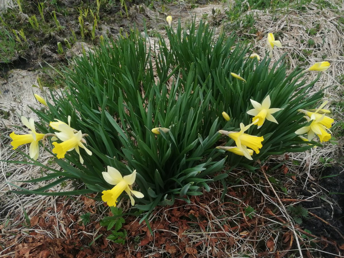 These wonderful daffodils grew in my yard🌷
#Flowers #NatureBeauty #TwitterNatureCommunity #photography #flowerbeauty