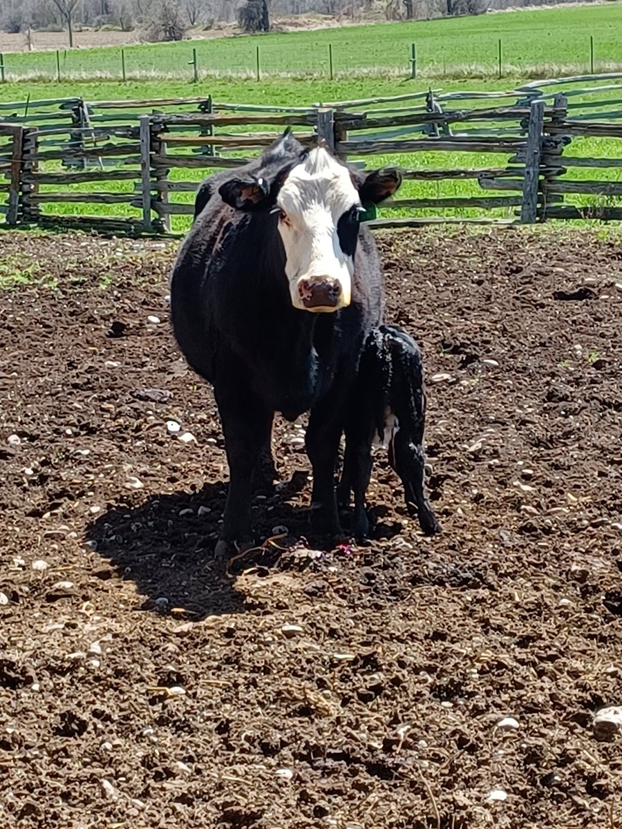 emac1963's tweet photo. Skiddles and her little heifer  calf Spyder.  Final calf for 2022 https://t.co/AAzS5AjpTQ