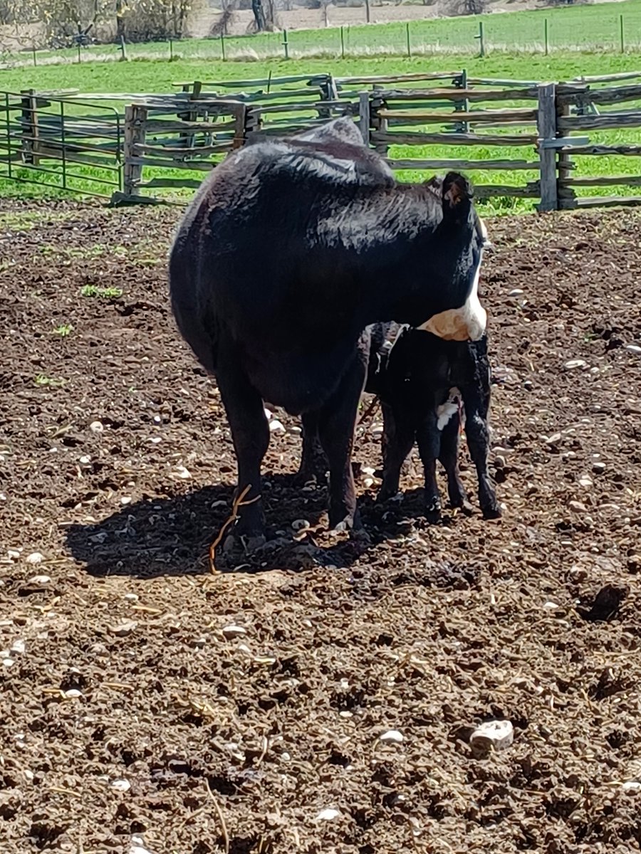 emac1963's tweet photo. Skiddles and her little heifer  calf Spyder.  Final calf for 2022 https://t.co/AAzS5AjpTQ
