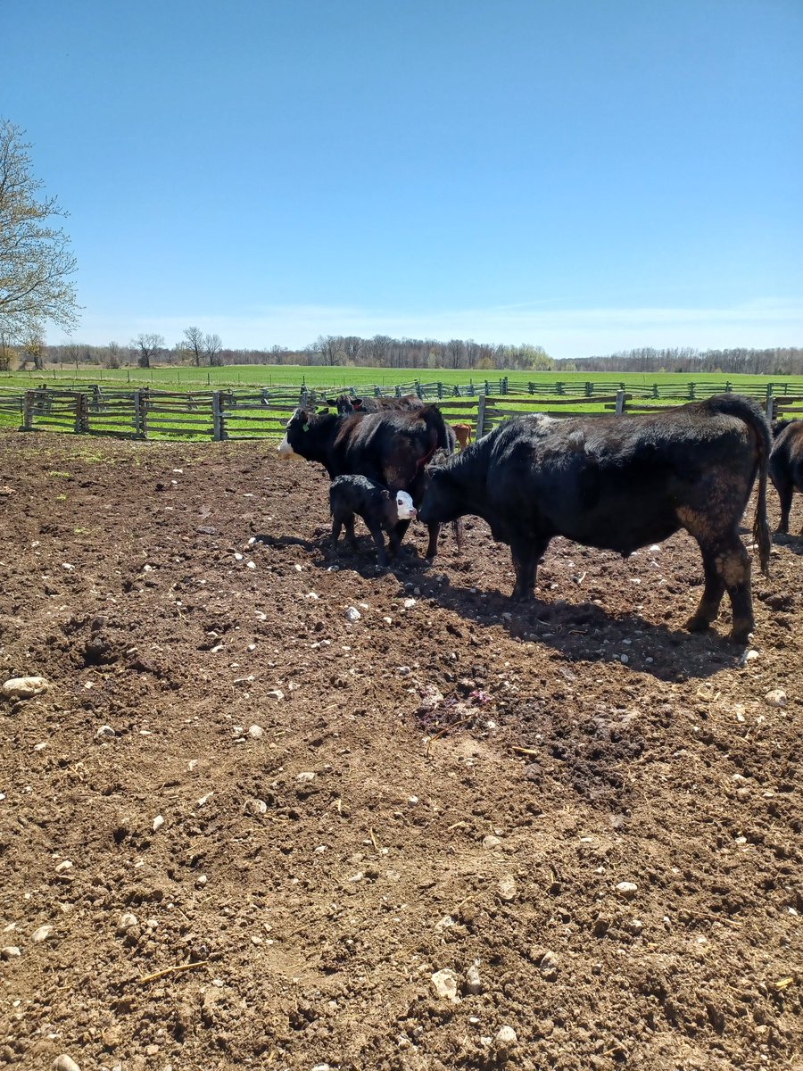 emac1963's tweet photo. Skiddles and her little heifer  calf Spyder.  Final calf for 2022 https://t.co/AAzS5AjpTQ
