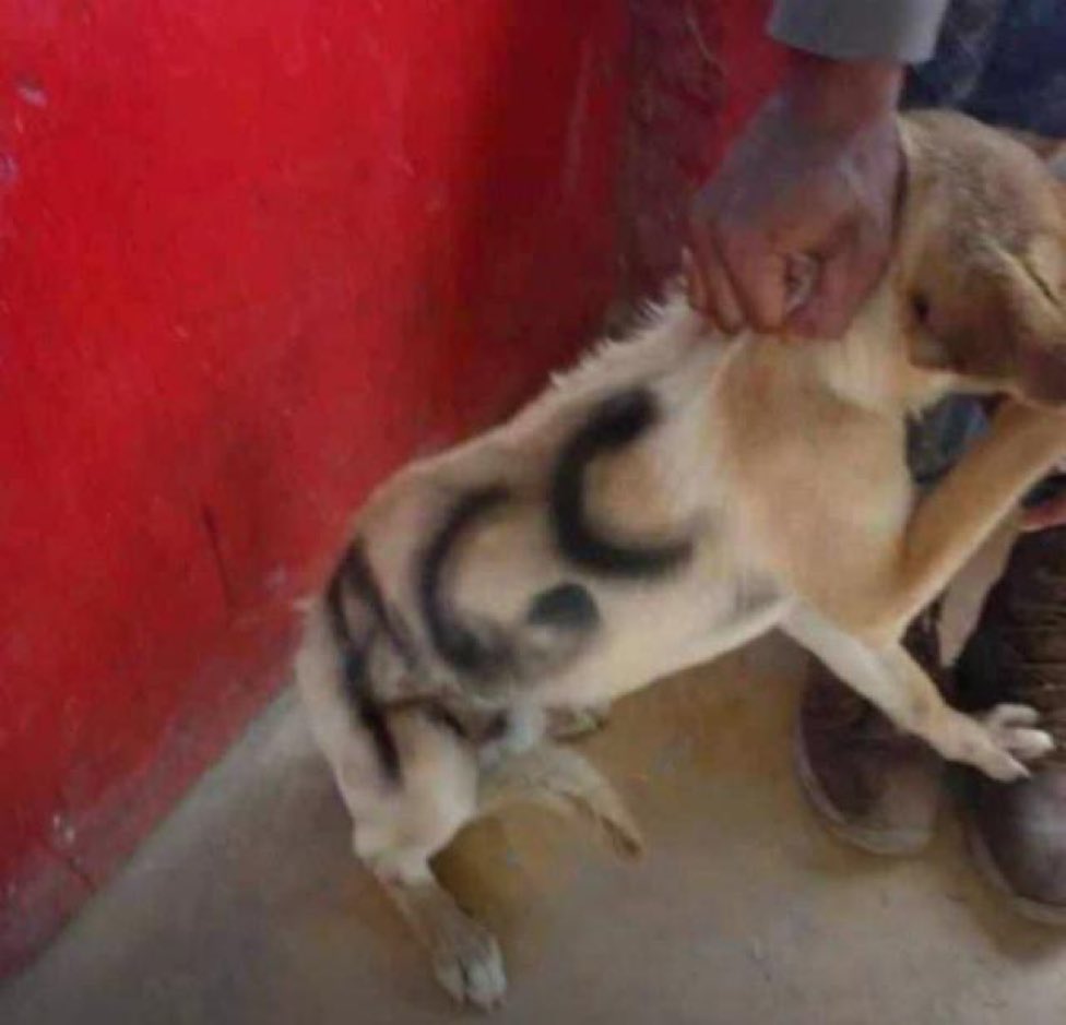 DavidRacero's tweet photo. ¿A qué campaña política a la presidencia le gusta pintar a los animales? Perros... Caballos... https://t.co/7LeiyhGbGP