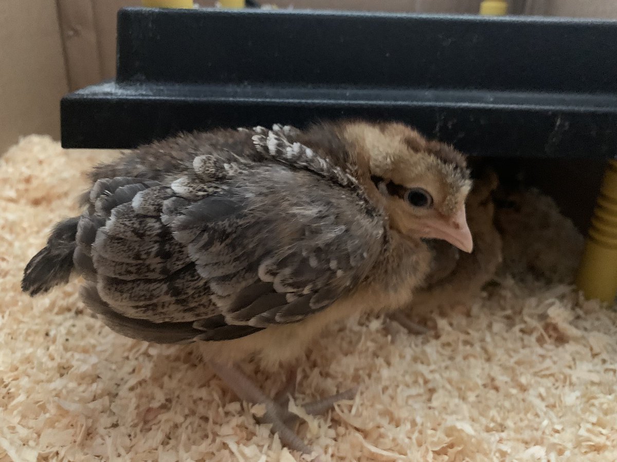 bruntonchicks's tweet photo. Big news! 4 new little legbars have arrived. https://t.co/Bt7gksltR8