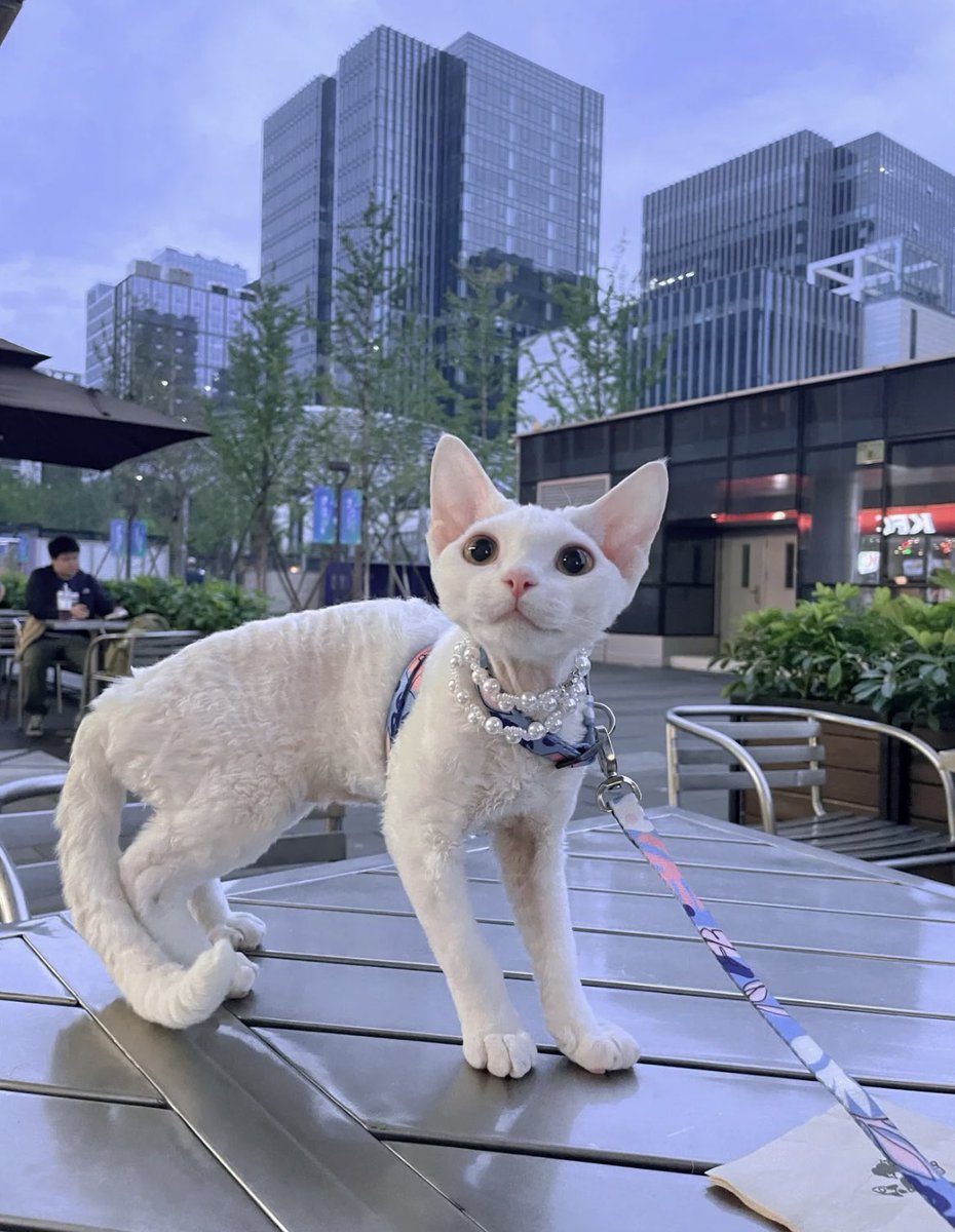 CAT4union's tweet photo. yeah…hey！guys～
#cat #cats #CatsOfTwitter #catlover #catslovers #CatsOnTwitter #fluffy #fluffycat #cute #meow #猫 #猫のいるくらし #猫との生活 #猫咪社区 https://t.co/RNyYNmxpb1