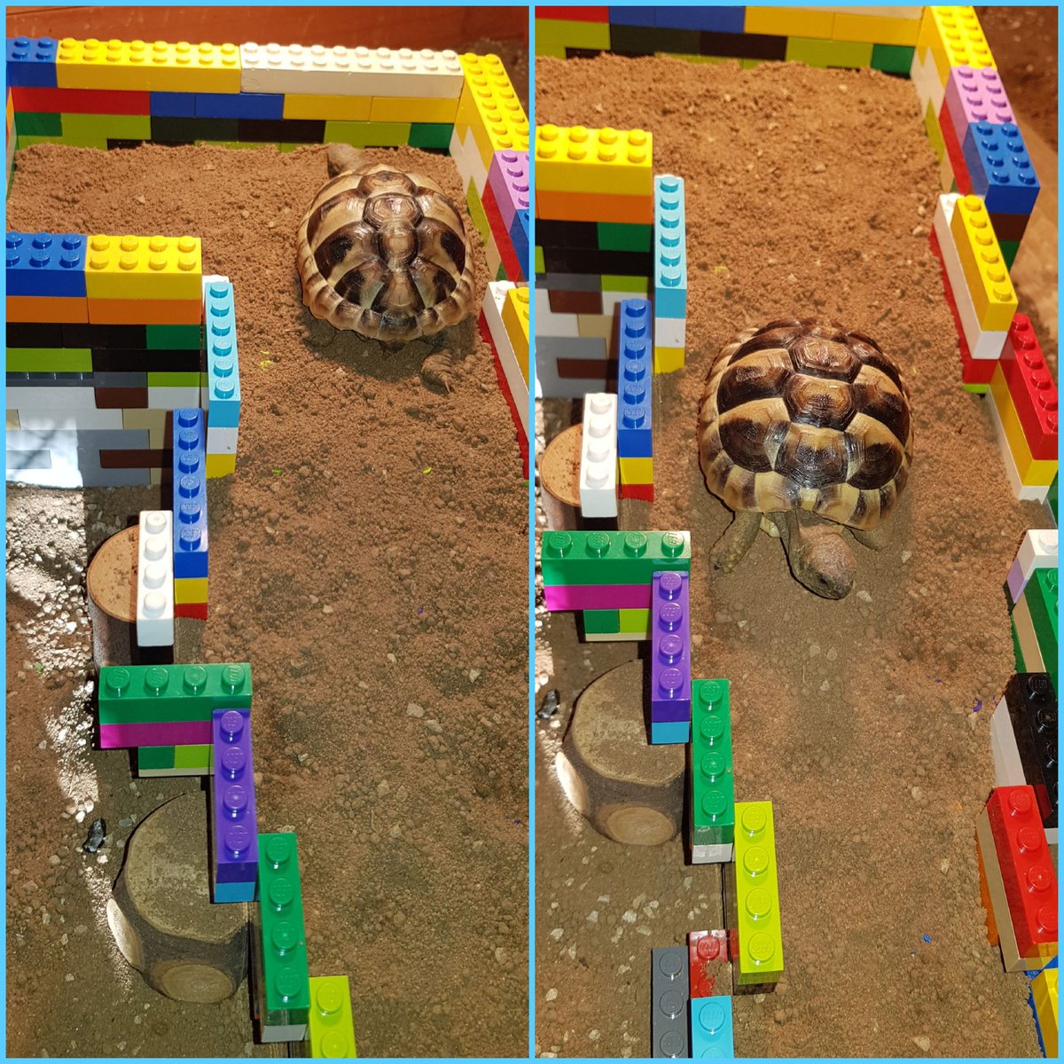 calmchameleon13's tweet photo. Think he likes it 😀 Although he thought it might be edible at first 🤦🏻‍♀️🤣

#exploring #wheredoesthisgo #upanddown #notedible https://t.co/YLgI4nbC9F