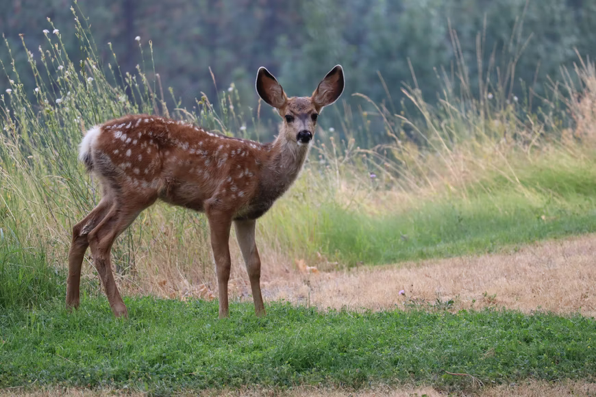 3rInsurance's tweet photo. #SafeDrivingTip: With temperatures warming up, it’s important to be extra vigilant while driving. It’s the time of year when more wildlife begins to make their presence known. Be safe, attentive, and slow down. https://t.co/IlIfdQ7WmW