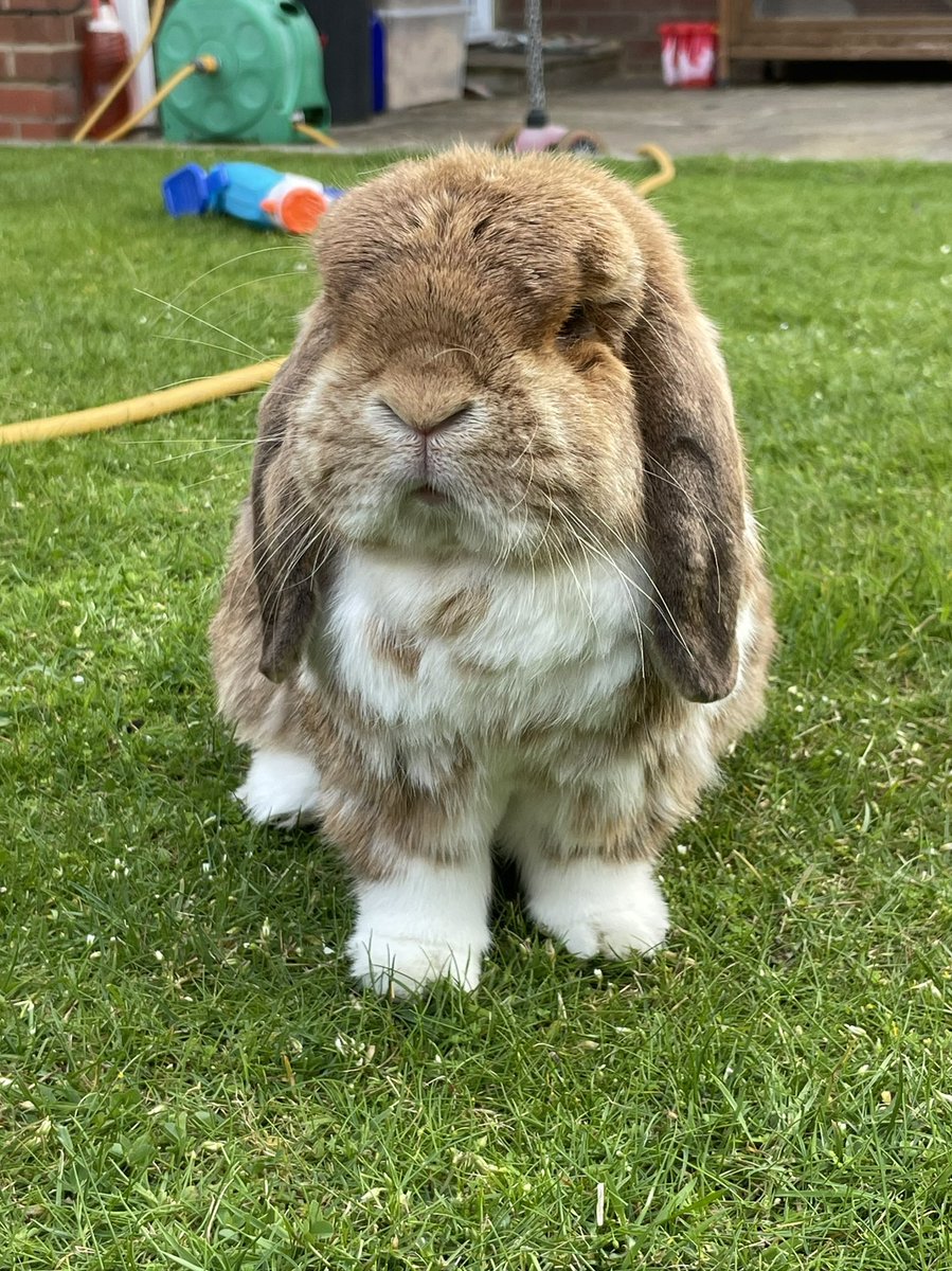 JMarathons's tweet photo. Tough one today. Marathon 32. Ran 30 miles as I got lost. It has been a sad week as Crumble our rabbit died. Not just a rabbit but the best and fluffiest rabbit ever and part of the family. Here’s to you Crumble aka Sergeant Major https://t.co/kXUH7Bk78a