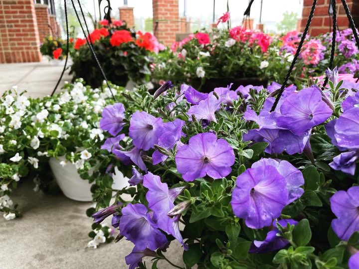 hcpss_mhhs's tweet photo. MHHS Plant sale for choir was a great success today!!!!! https://t.co/Nx98WH5YJk
