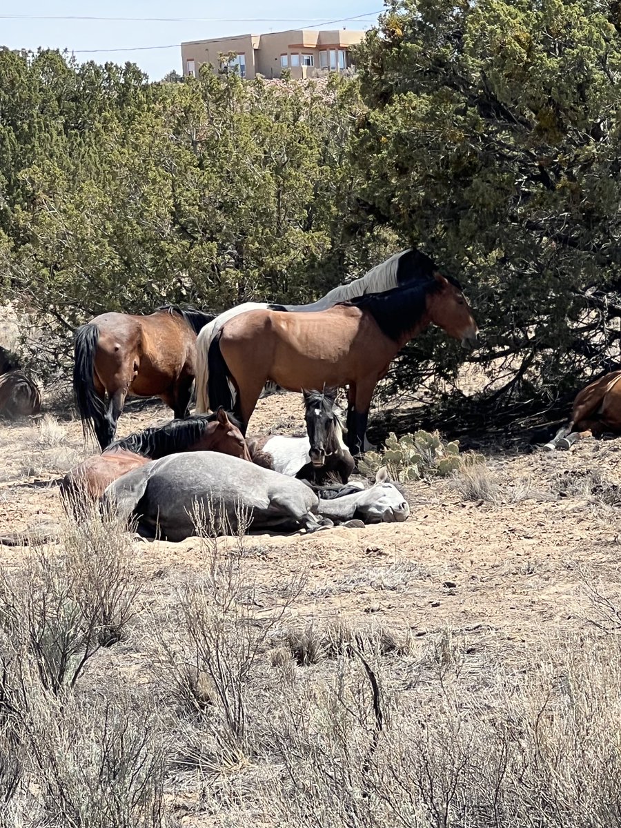 LbjCoyote1 &amp; HH Principal run into some unexpected visitors on their Saturday morning walk! Even wild horses have to relax and de-stress!
