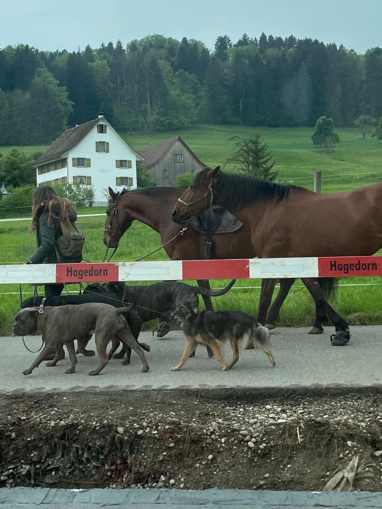 How many pets can you walk at once, anyone beat seven?! Couldn’t believe my eyes