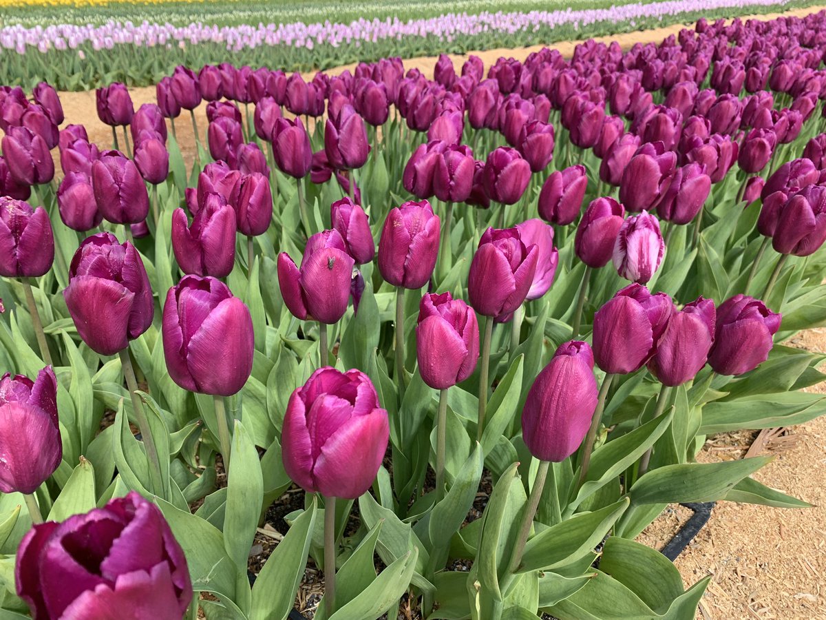 brianchow's tweet photo. Coastal Black Tulip Fest #tulips #tulips🌷 #tulipfestival #coastalblackwinery @coastalblack https://t.co/F93laXqMU7