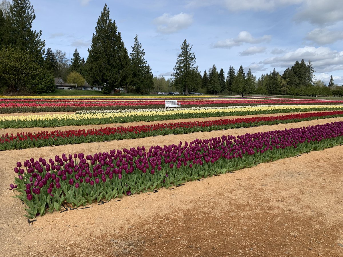 brianchow's tweet photo. Coastal Black Tulip Fest #tulips #tulips🌷 #tulipfestival #coastalblackwinery @coastalblack https://t.co/F93laXqMU7