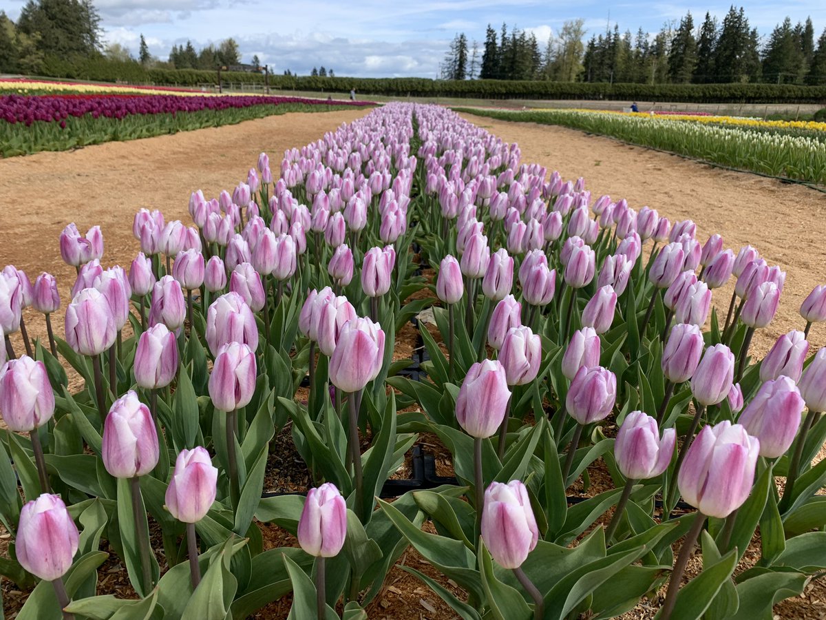 brianchow's tweet photo. Coastal Black Tulip Fest #tulips #tulips🌷 #tulipfestival #coastalblackwinery @coastalblack https://t.co/F93laXqMU7