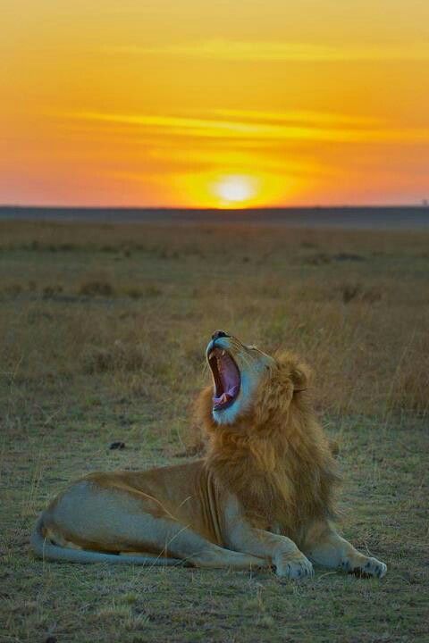 Shockinginfos's tweet photo. Have a good evening !
#evening #sunsets https://t.co/4gmiRSjXe7