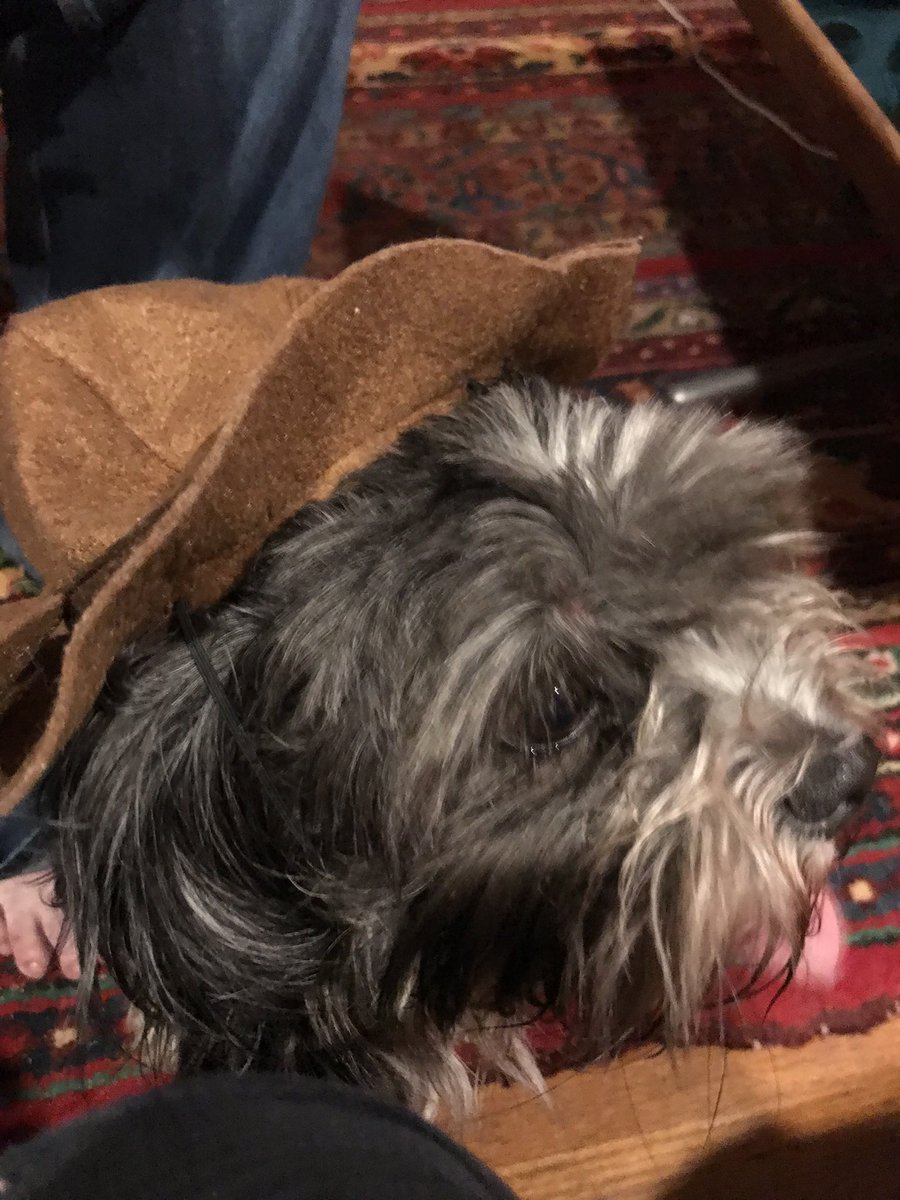 FreeboJones's tweet photo. @ZombieSquadHQ @DogDazeUK @Fur1Of @BellaDinkRSG @CrossEyedTali @LilMissBunnyBl1 @thecockerbros @WestieBiscuit @05235fd083ad408 I inherited a โcowboy hatโ, but ๐ฅด๐ it smells like a strange boy dog ๐ and Iโm pawsitive #HatCrew can do a LOT better ๐ค https://t.co/U53gCR2lCm
