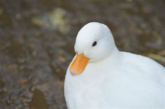 ducksdailyy's tweet photo. https://t.co/qHyPrdiRuB