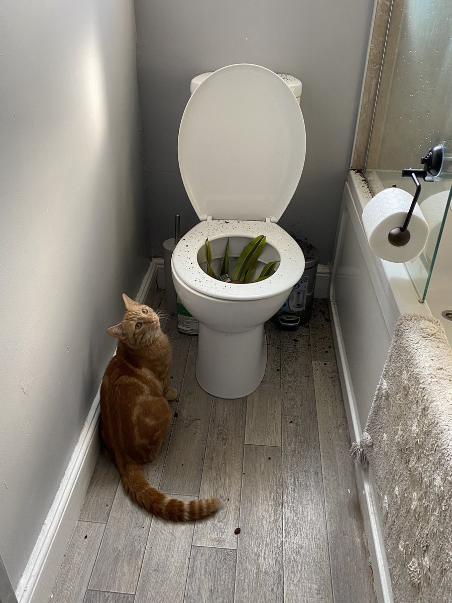 weirdlilguys's tweet photo. he redecorated https://t.co/9ZWIcNC8PZ