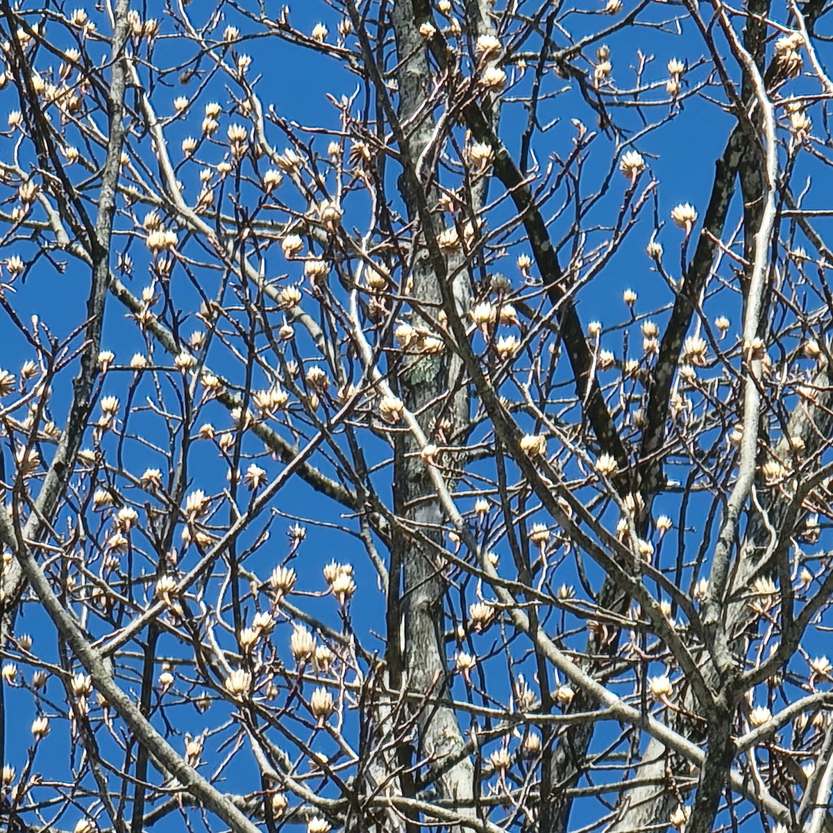 PeggyJoFarr2's tweet photo. @Chris_ik_photos Tree in bloom.
#trees
#treeinbloom https://t.co/7EJcBItke5