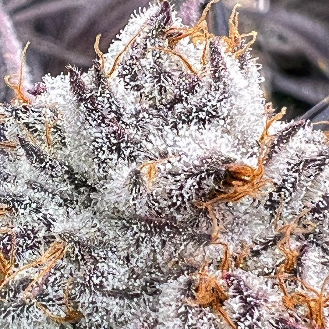 currentculture's tweet photo. Inspiring fractal'esque trichome formation on this mature flower grown by @elevated_cannabis

#hydroponics #trichomes #frosty #terps #resinproduction #bud #cannabisphotography #AAAACannabis #hydro #topshelfonly #hydroponiccannabis #cch2o #currentcultureh2o https://t.co/At6m5vCdud