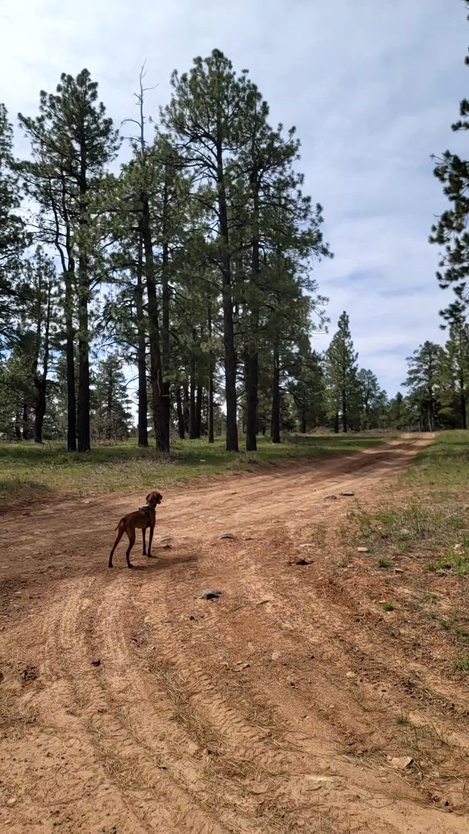 The Average Joe Runner tweet media