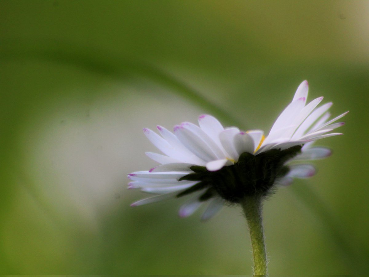 Noah_G_Snaps's tweet photo. Appreciate the beauty in the small things and relax amongst the daisies that dance between blades of grass. 
#grass #daisies #photographylovers #canonphotography #natureshot https://t.co/Oa0rdA72F2