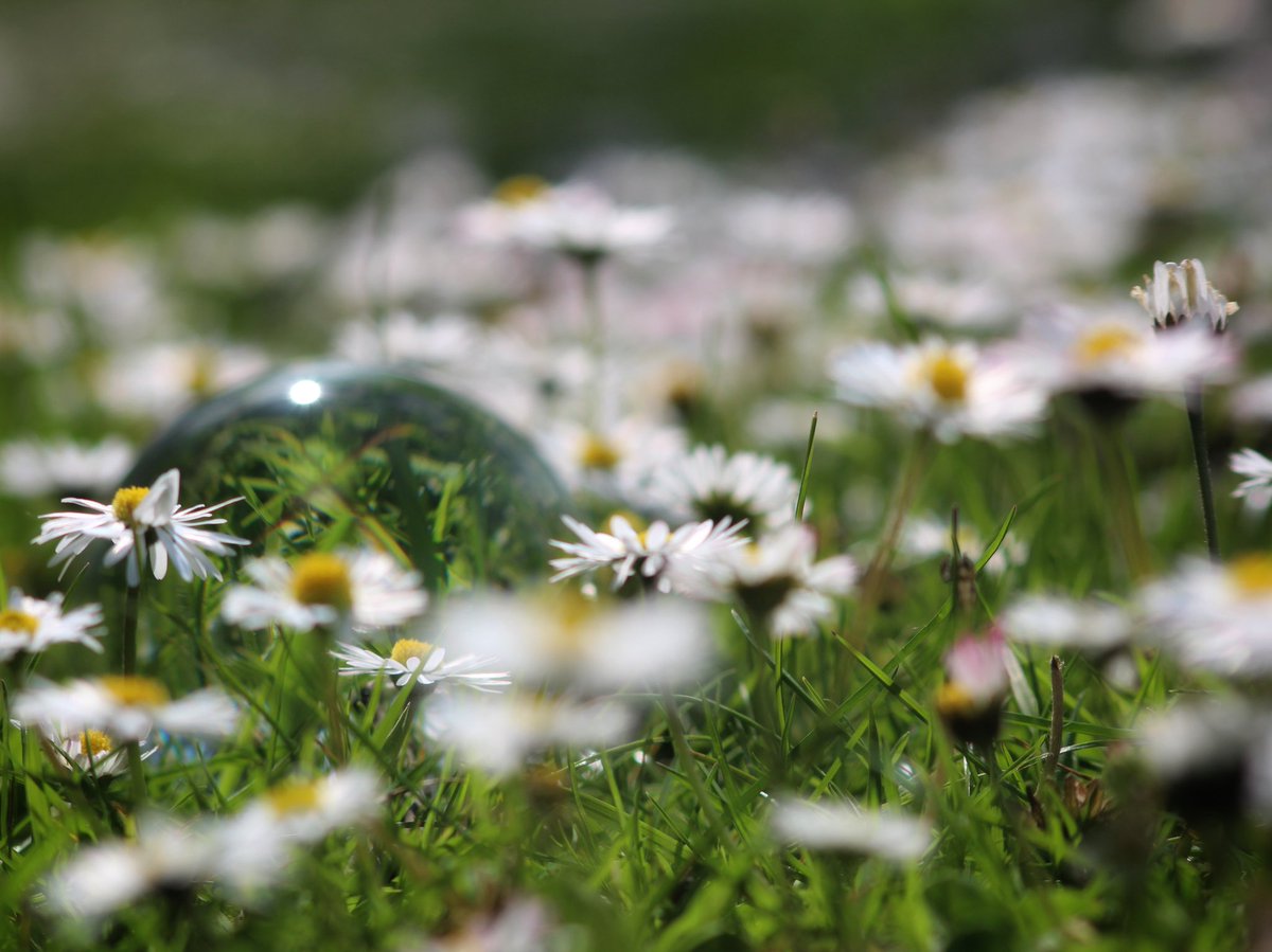 Noah_G_Snaps's tweet photo. Appreciate the beauty in the small things and relax amongst the daisies that dance between blades of grass. 
#grass #daisies #photographylovers #canonphotography #natureshot https://t.co/Oa0rdA72F2