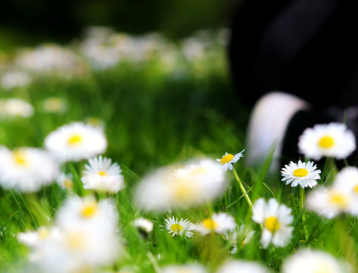 Noah_G_Snaps's tweet photo. Appreciate the beauty in the small things and relax amongst the daisies that dance between blades of grass. 
#grass #daisies #photographylovers #canonphotography #natureshot https://t.co/Oa0rdA72F2
