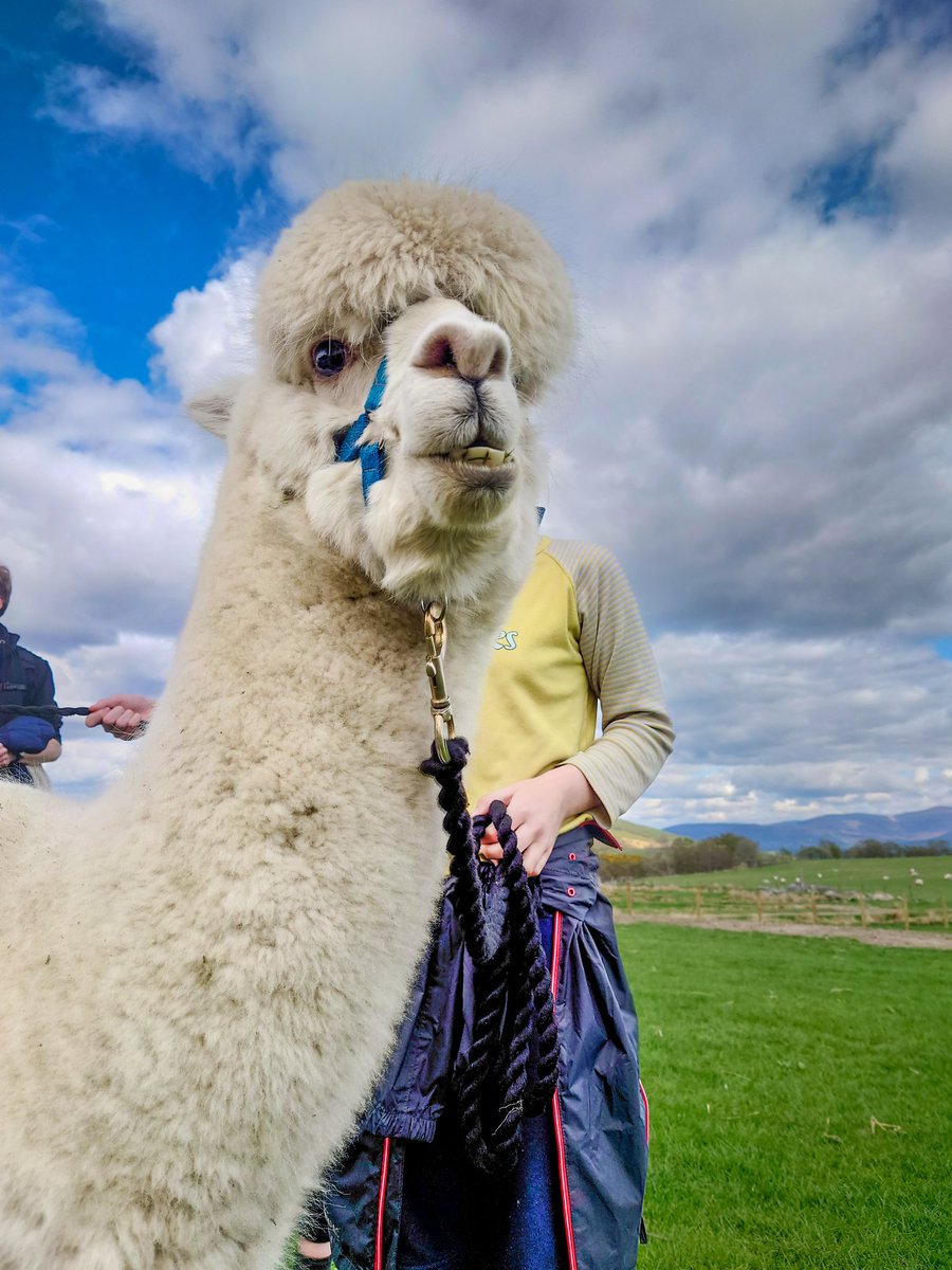 ForFibre's tweet photo. We got to play with them pacas! They are so adorable
#alpacas https://t.co/pzWQB4T5n9