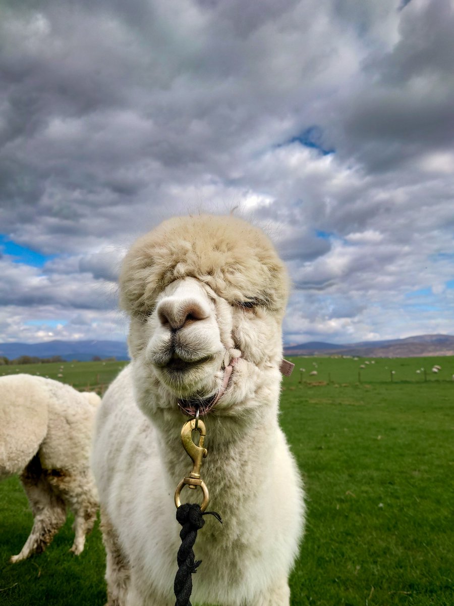 ForFibre's tweet photo. We got to play with them pacas! They are so adorable
#alpacas https://t.co/pzWQB4T5n9