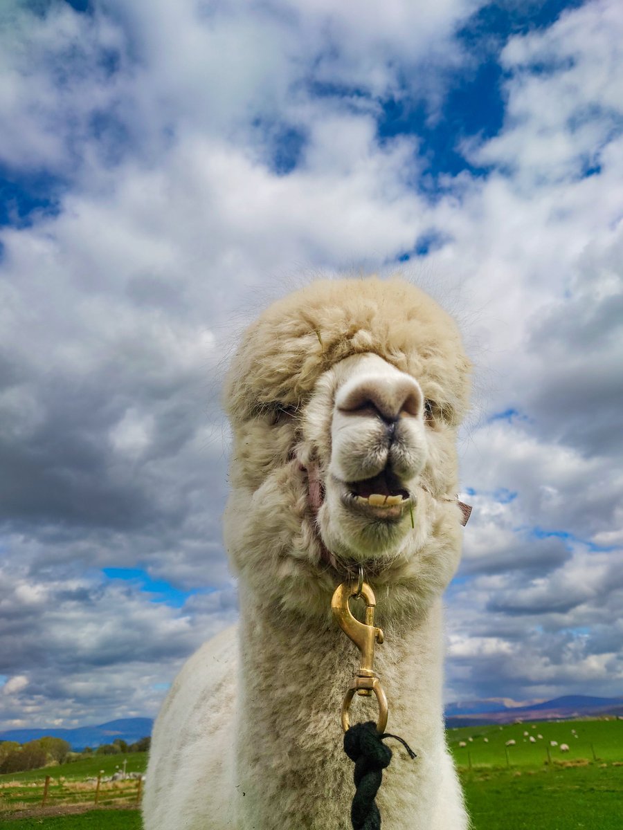 ForFibre's tweet photo. We got to play with them pacas! They are so adorable
#alpacas https://t.co/pzWQB4T5n9