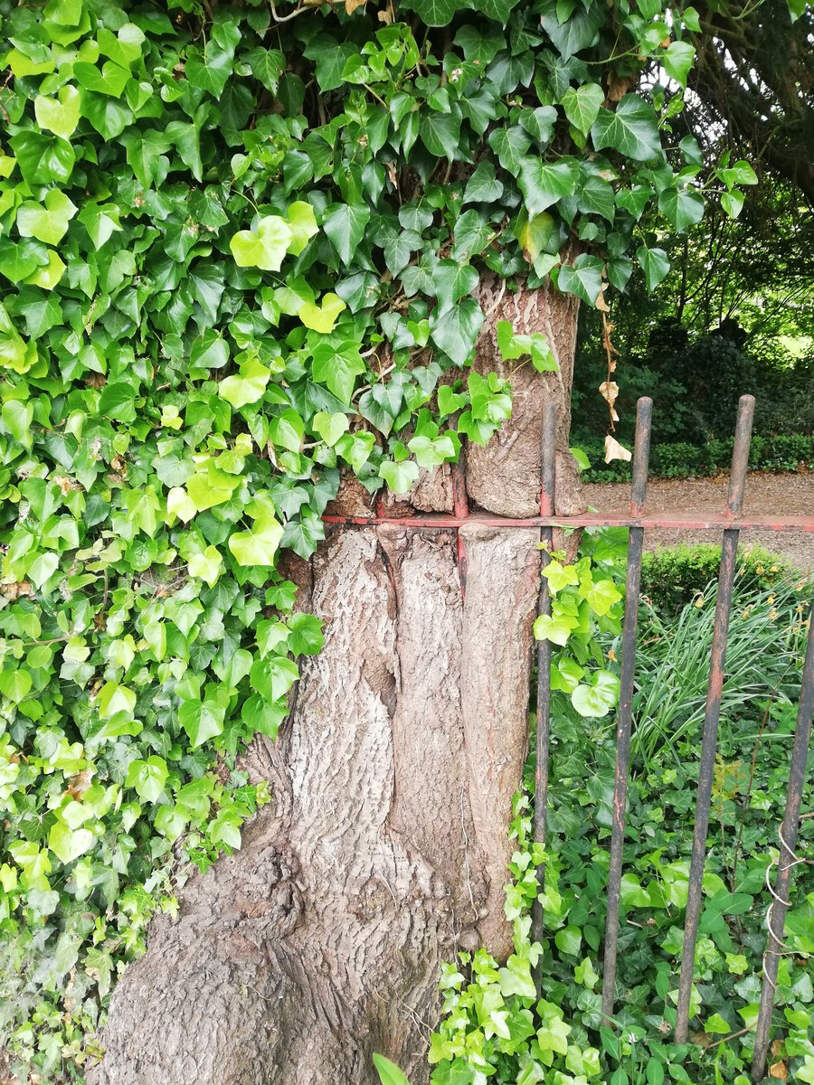 LouKellett's tweet photo. @MrJHessel #ThingsFoundInTrees this fence. Also, when will there be another #LastMessageConversation please? https://t.co/ABVOvcXj1l