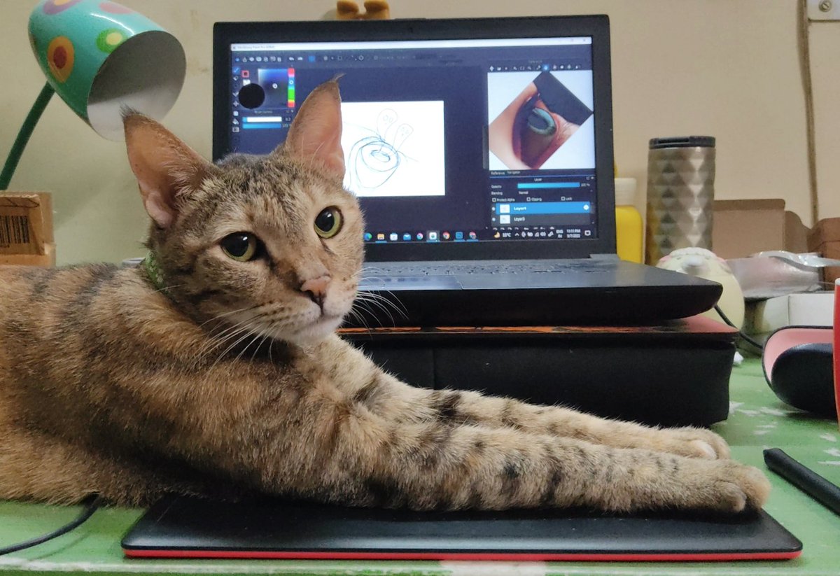 meremortalmind's tweet photo. Indian Cat wants me to become an engineer instead https://t.co/F4WOCNjQqh