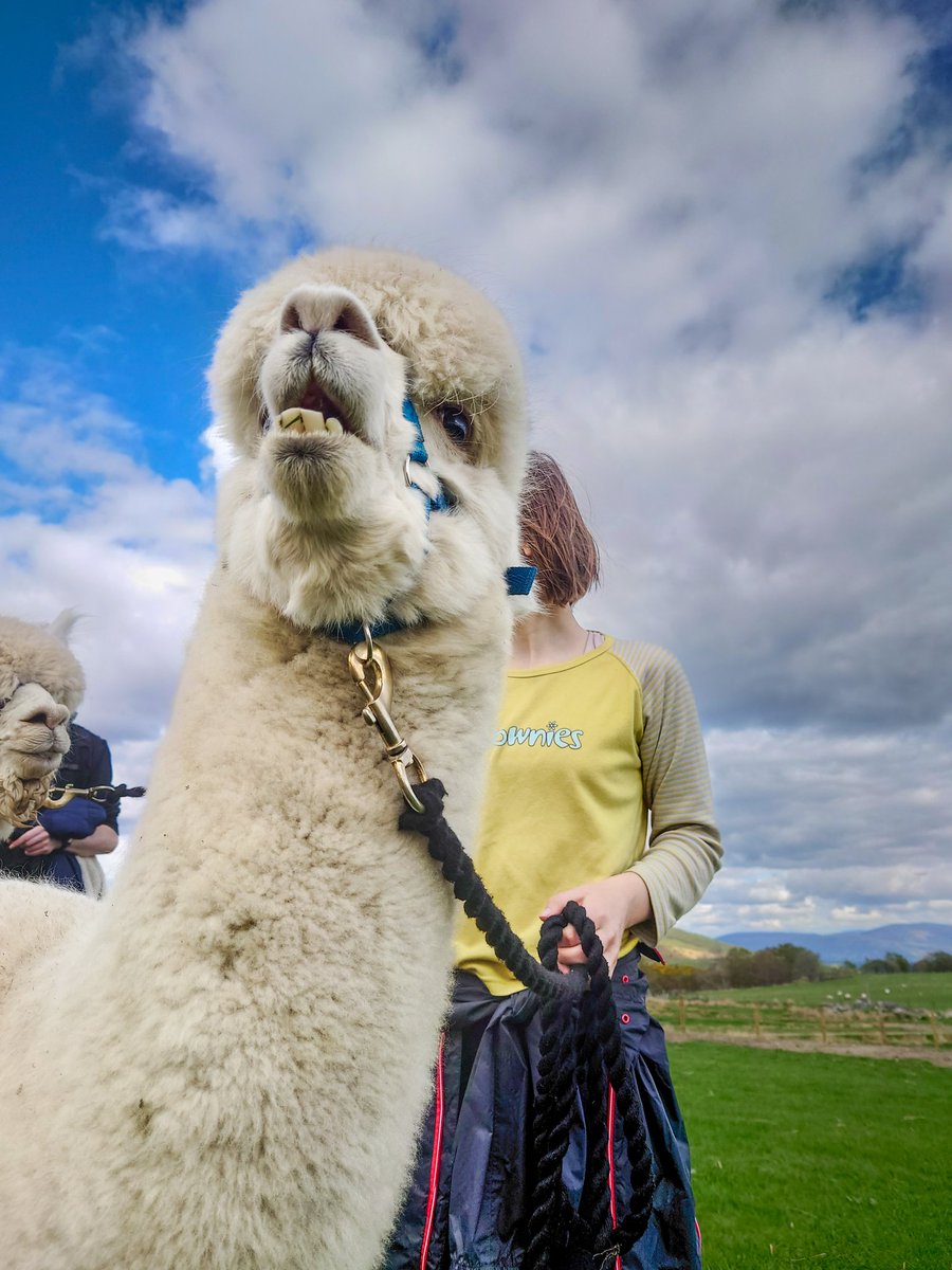 ForFibre's tweet photo. We got to play with them pacas! They are so adorable
#alpacas https://t.co/pzWQB4T5n9
