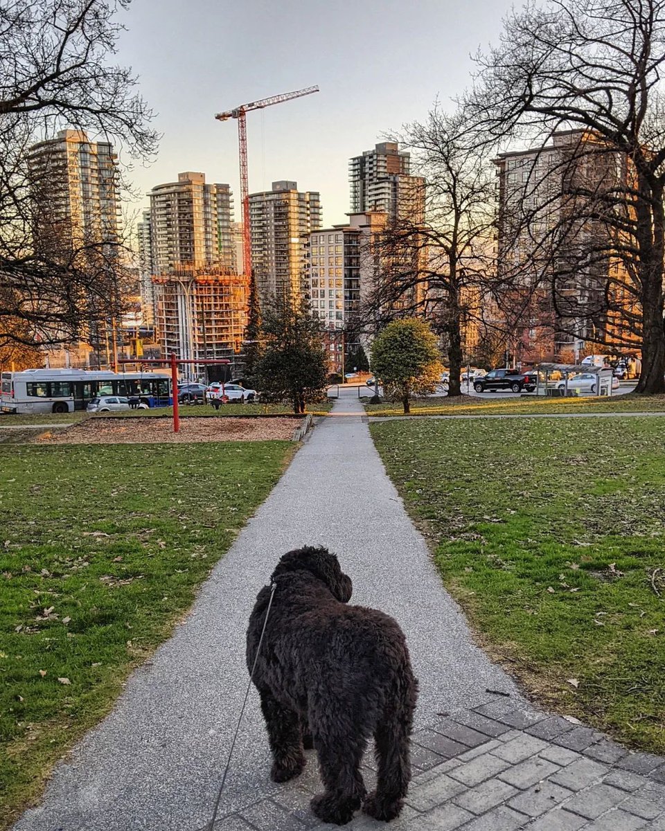 thebrewerydist's tweet photo. Just your friendly neighbourhood dog strolling by to say Happy Saturday! #NewWest #DogsofNewWest 

 📷 IG: garantiedesatisfaction https://t.co/xNq6kLFQUv