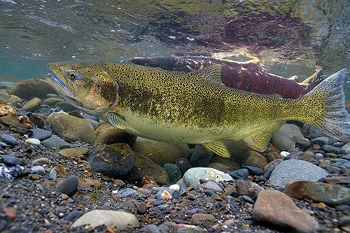 PSPartnership's tweet photo. Calls for nominations to the Puget Sound Salmon Science Advisory Group! This is an opportunity to provide scientific support for the Puget Sound Salmon Recovery Plan. #salmonscience #pugetsound
https://t.co/op1KPq6Ed5 https://t.co/ZayQVngcgD