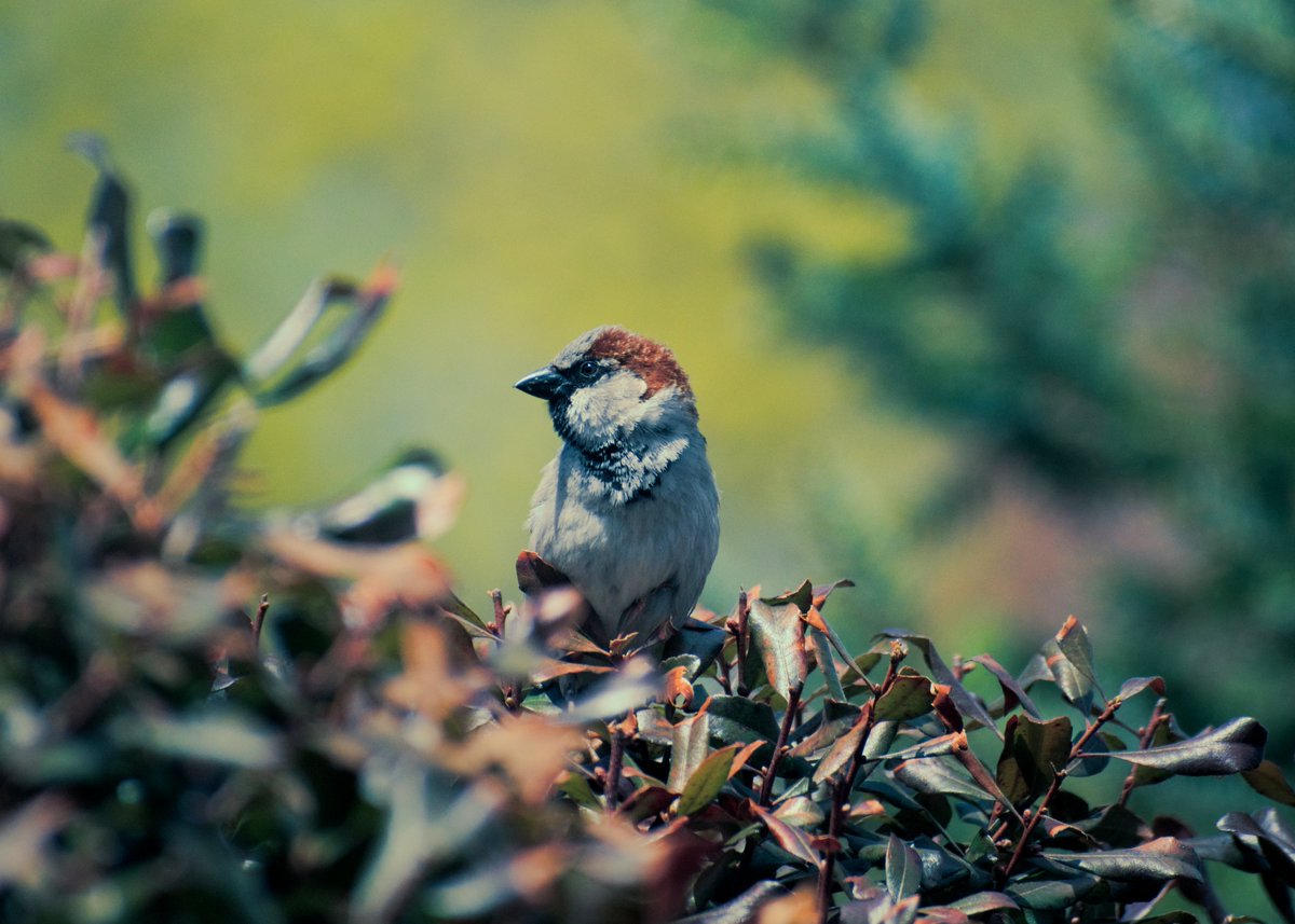 5cragstudios's tweet photo. Good afternoon! Today I have a house sparrow with a heavy-handed edit because I was in that sort of mood.
https://t.co/pwU4X794Jq
.
.
#sparrow #birds #birdphotography #wildlife #naturephotography #photography #photooftheday #art #birdwatching #birdlovers #housesparrow #heavyedit https://t.co/lmxTPSWm3L