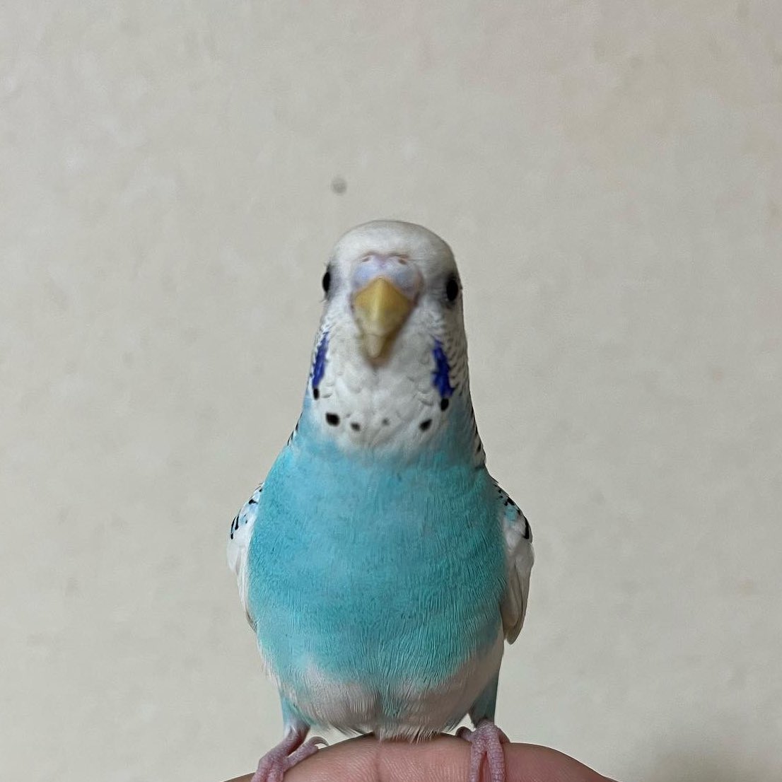inko_hogo's tweet photo. 2022年5月5日17時30分頃、
大阪府枚方市にて迷子のセキセイインコを見つけ、保護しております。
お心当たりのある方、ご連絡お待ちしております。
出来る限りの拡散やRTのご協力をよろしくお願いします🙇‍♂️🙏
 #迷い鳥 #迷子  #迷子インコ  #迷子鳥 
 #セキセイインコ https://t.co/NvjltgTVJs