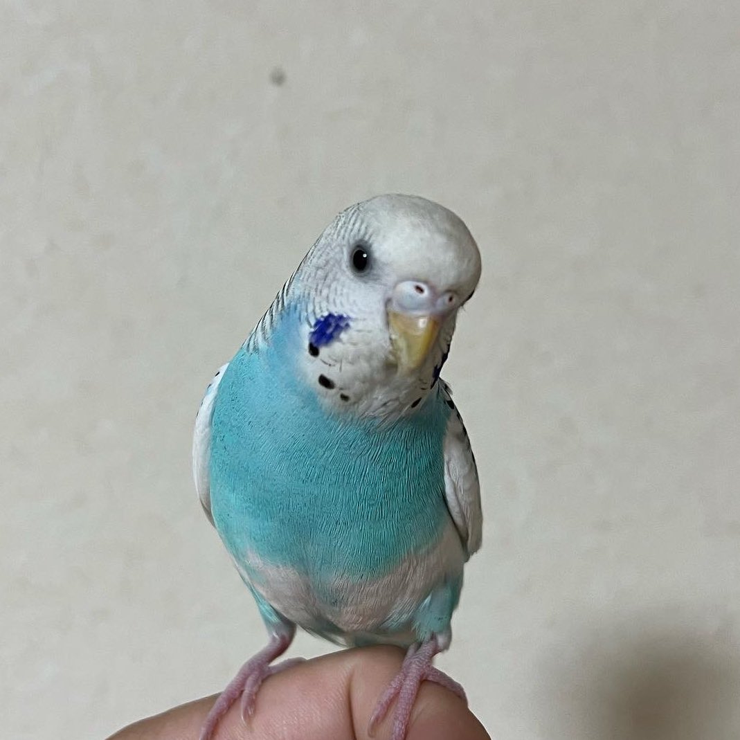 inko_hogo's tweet photo. 2022年5月5日17時30分頃、
大阪府枚方市にて迷子のセキセイインコを見つけ、保護しております。
お心当たりのある方、ご連絡お待ちしております。
出来る限りの拡散やRTのご協力をよろしくお願いします🙇‍♂️🙏
 #迷い鳥 #迷子  #迷子インコ  #迷子鳥 
 #セキセイインコ https://t.co/NvjltgTVJs